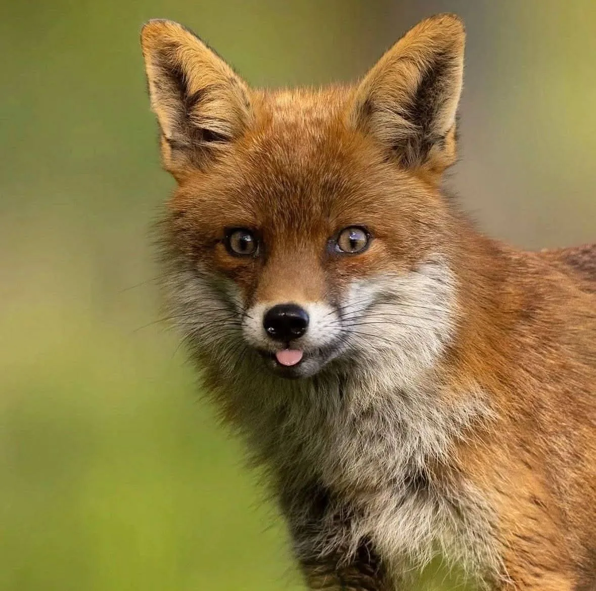 fox 197