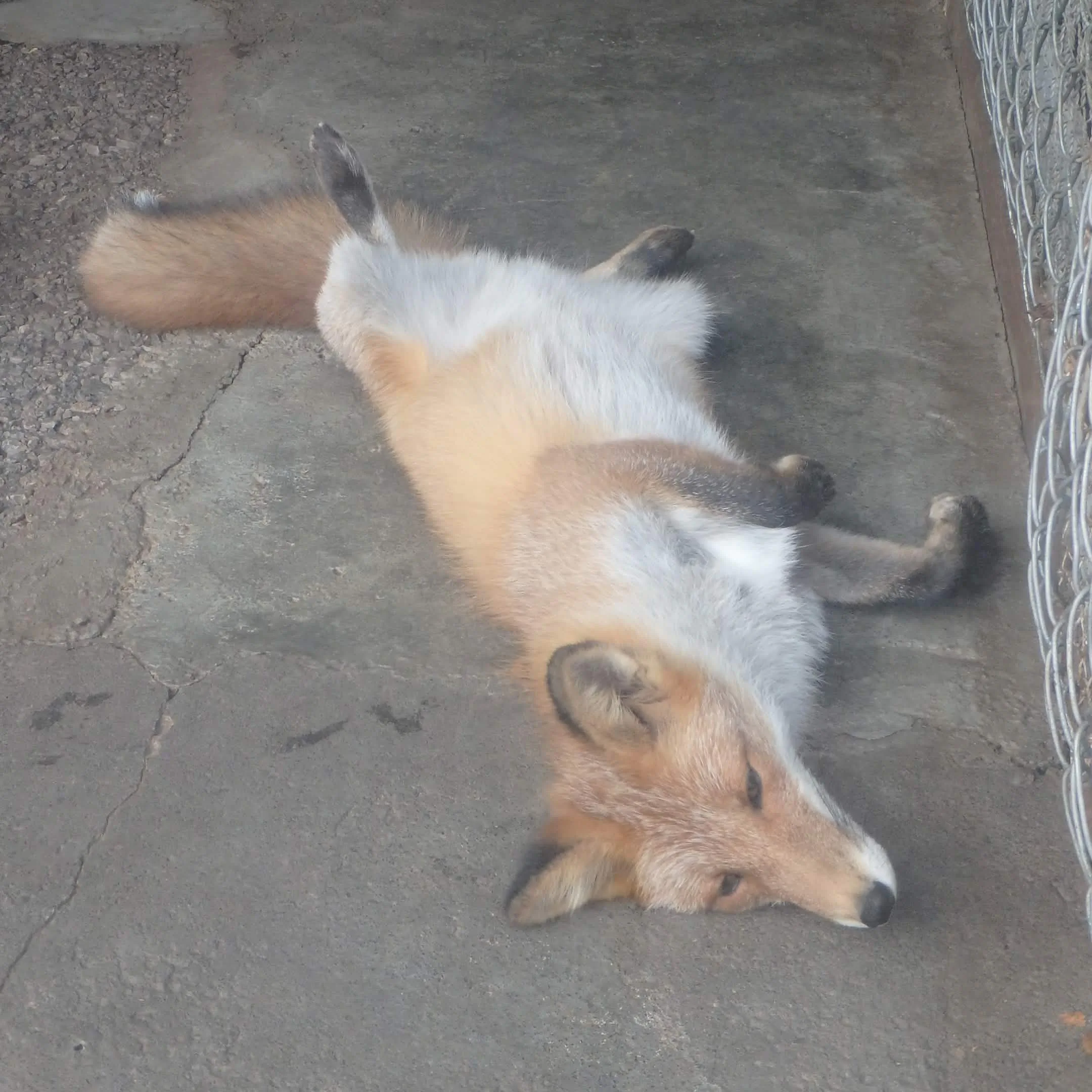 fox 200