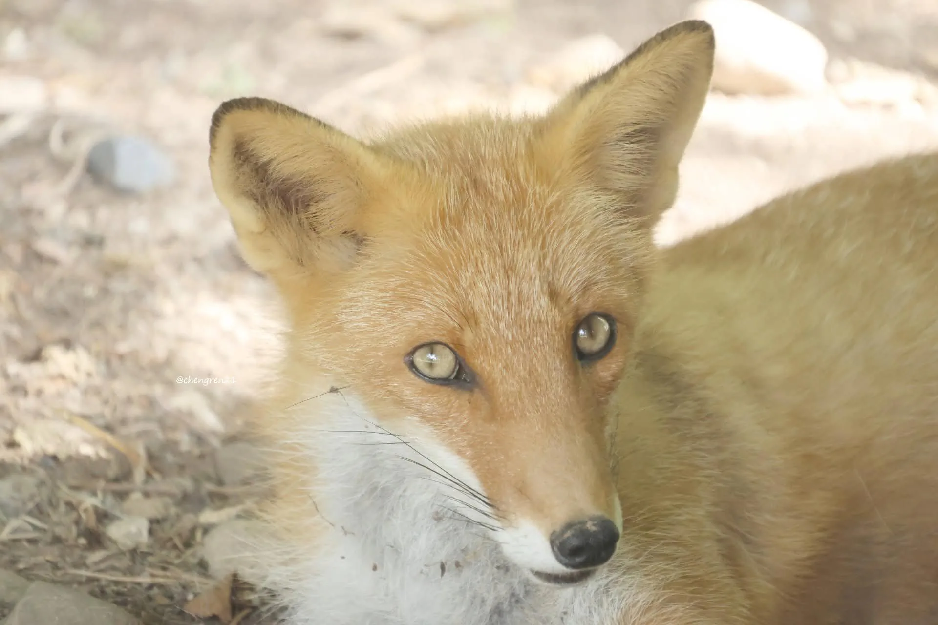 fox 201