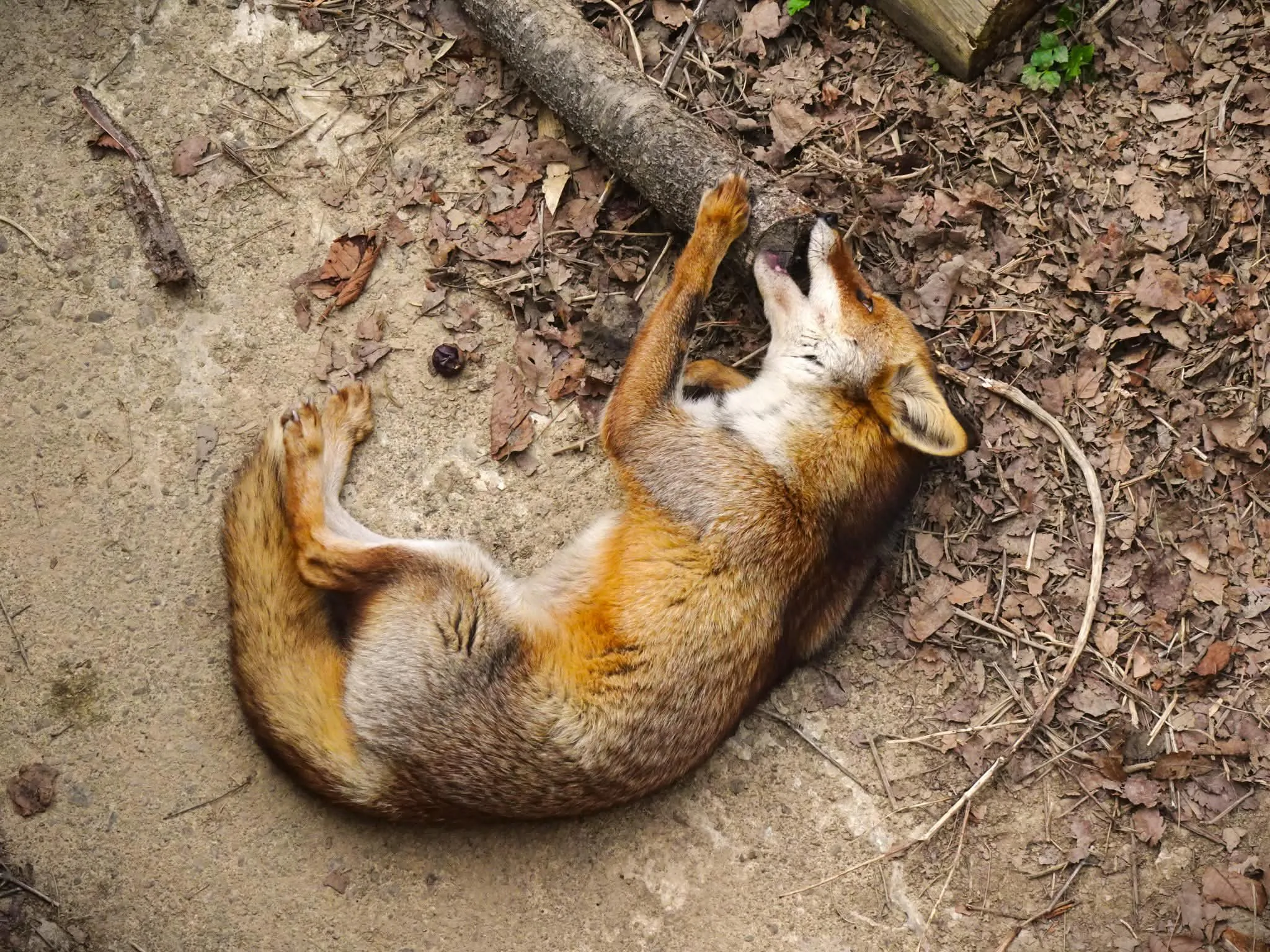 fox 203
