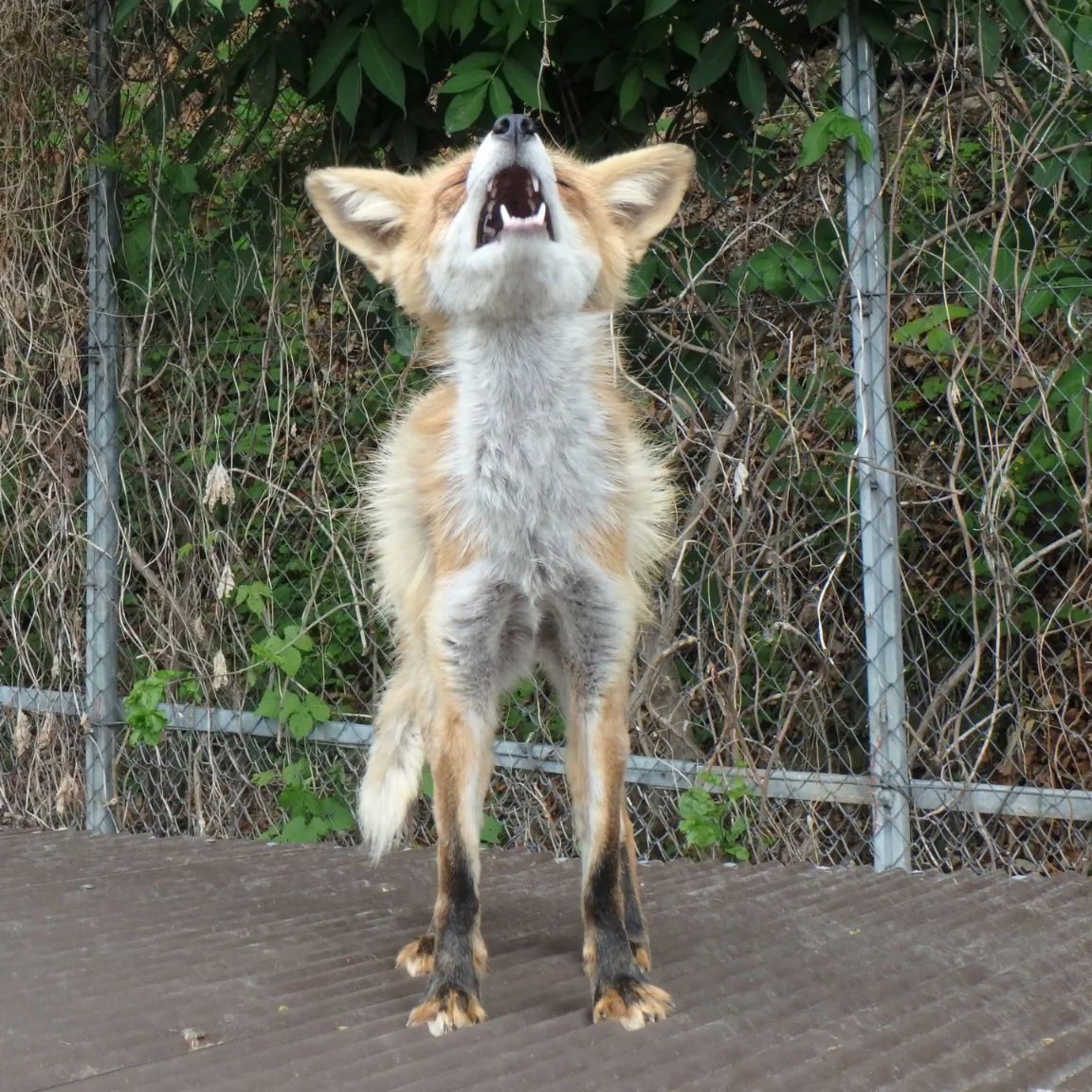 fox 204
