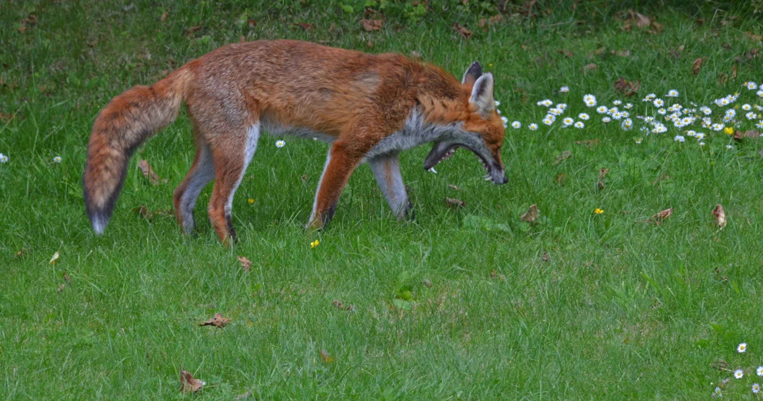 fox 205