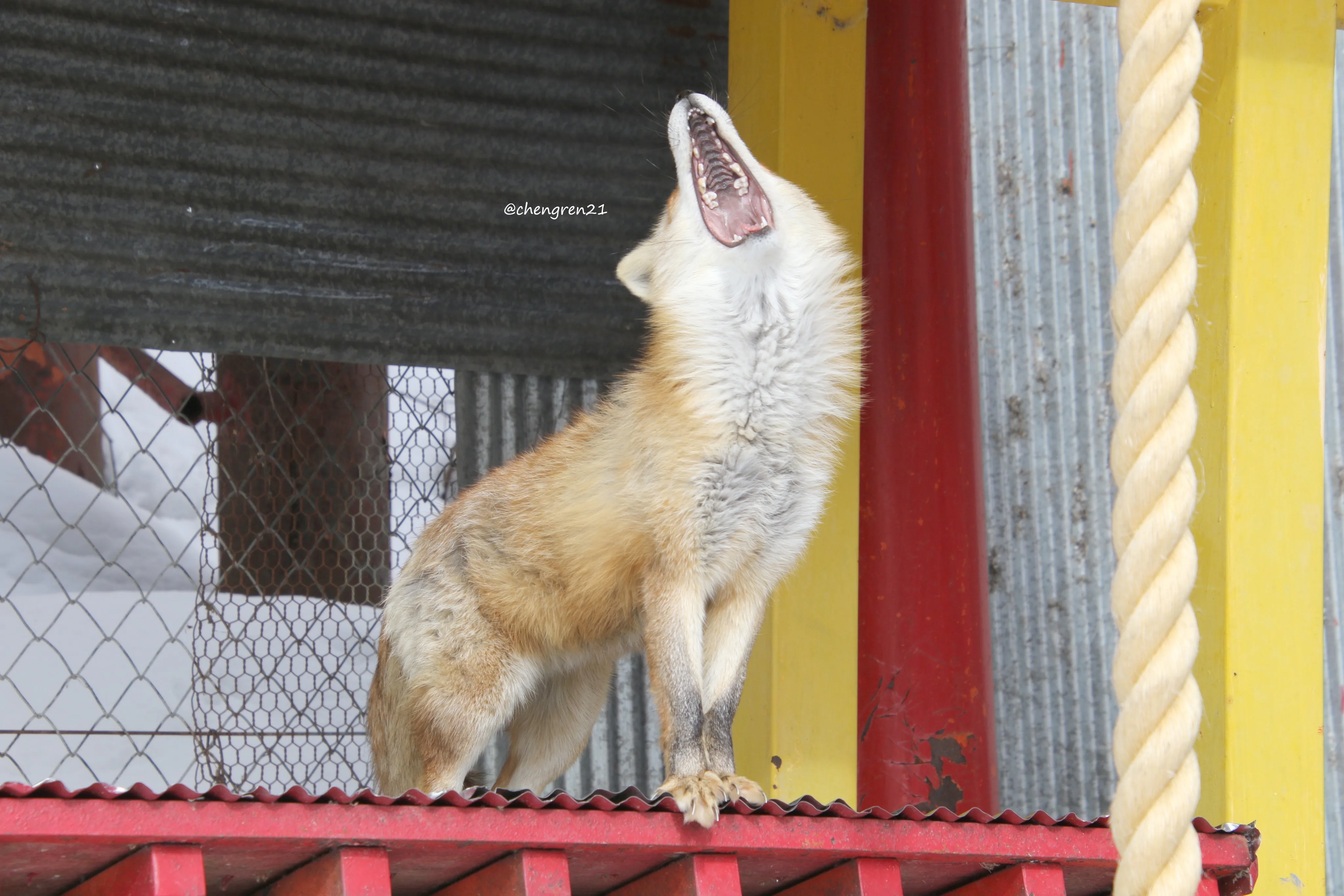fox 206