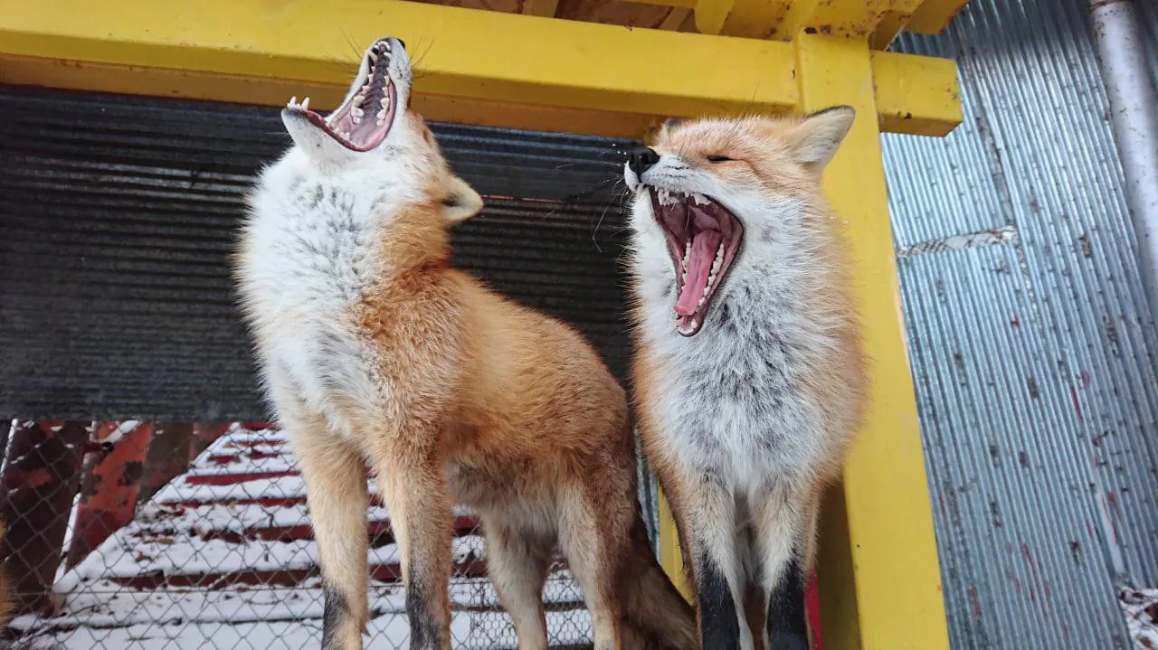 fox 207