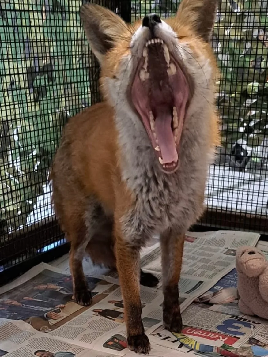 fox 208