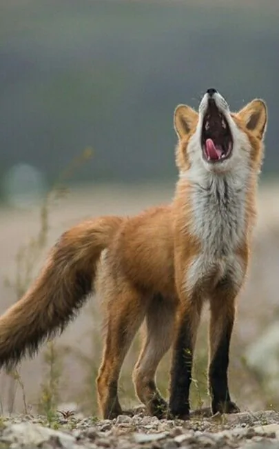 fox 209