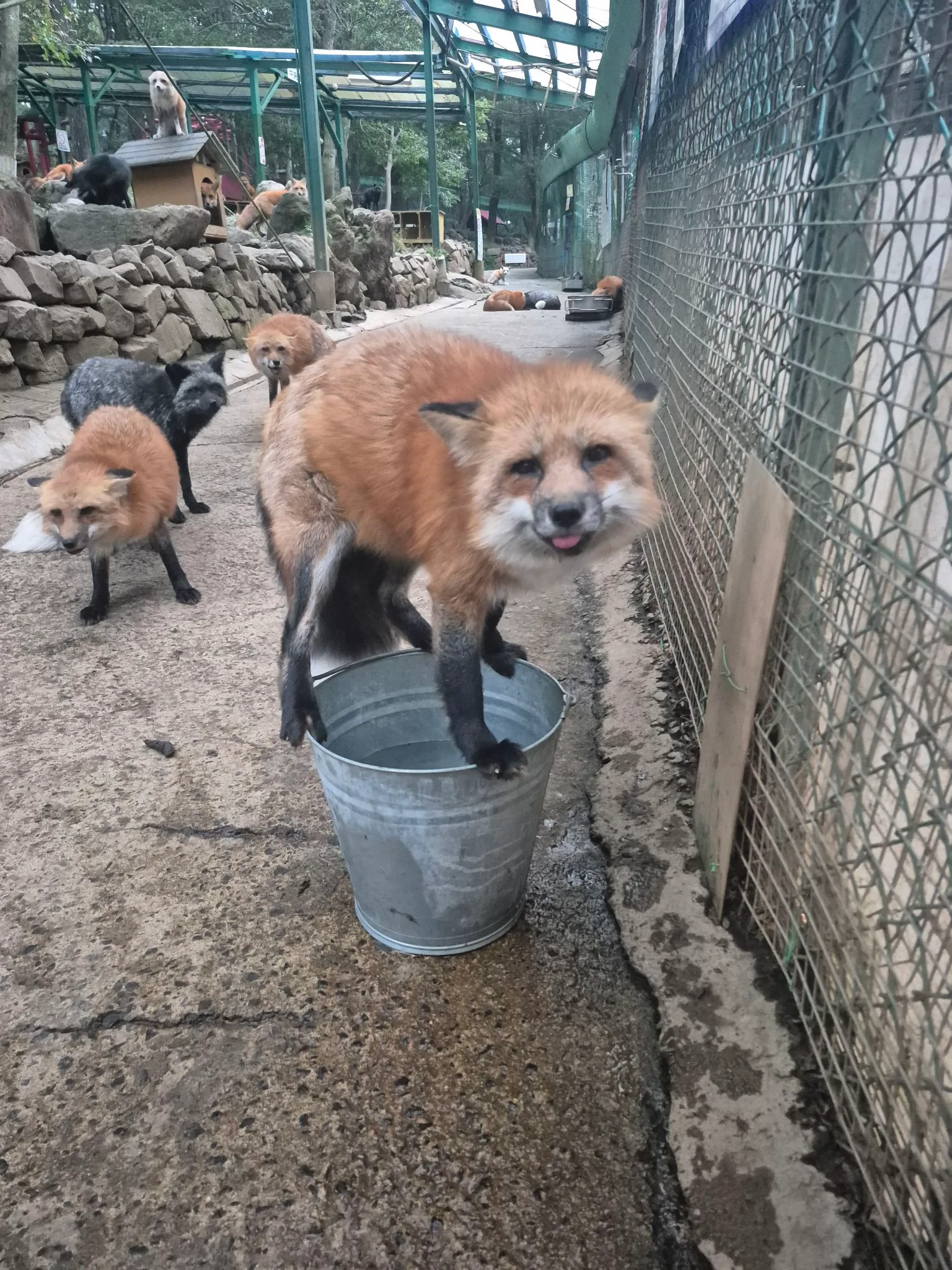 fox 211