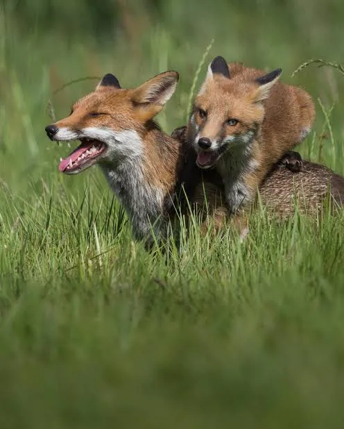 fox 217