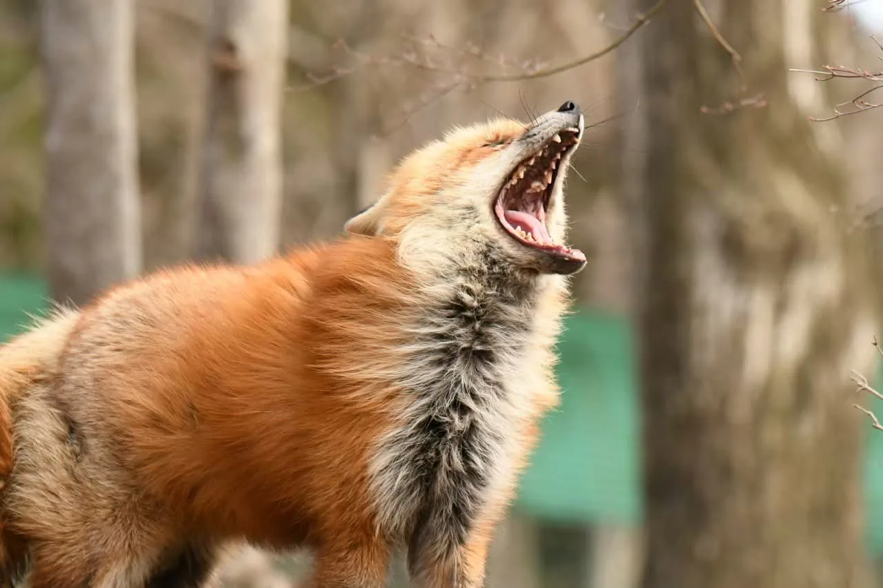 fox 219