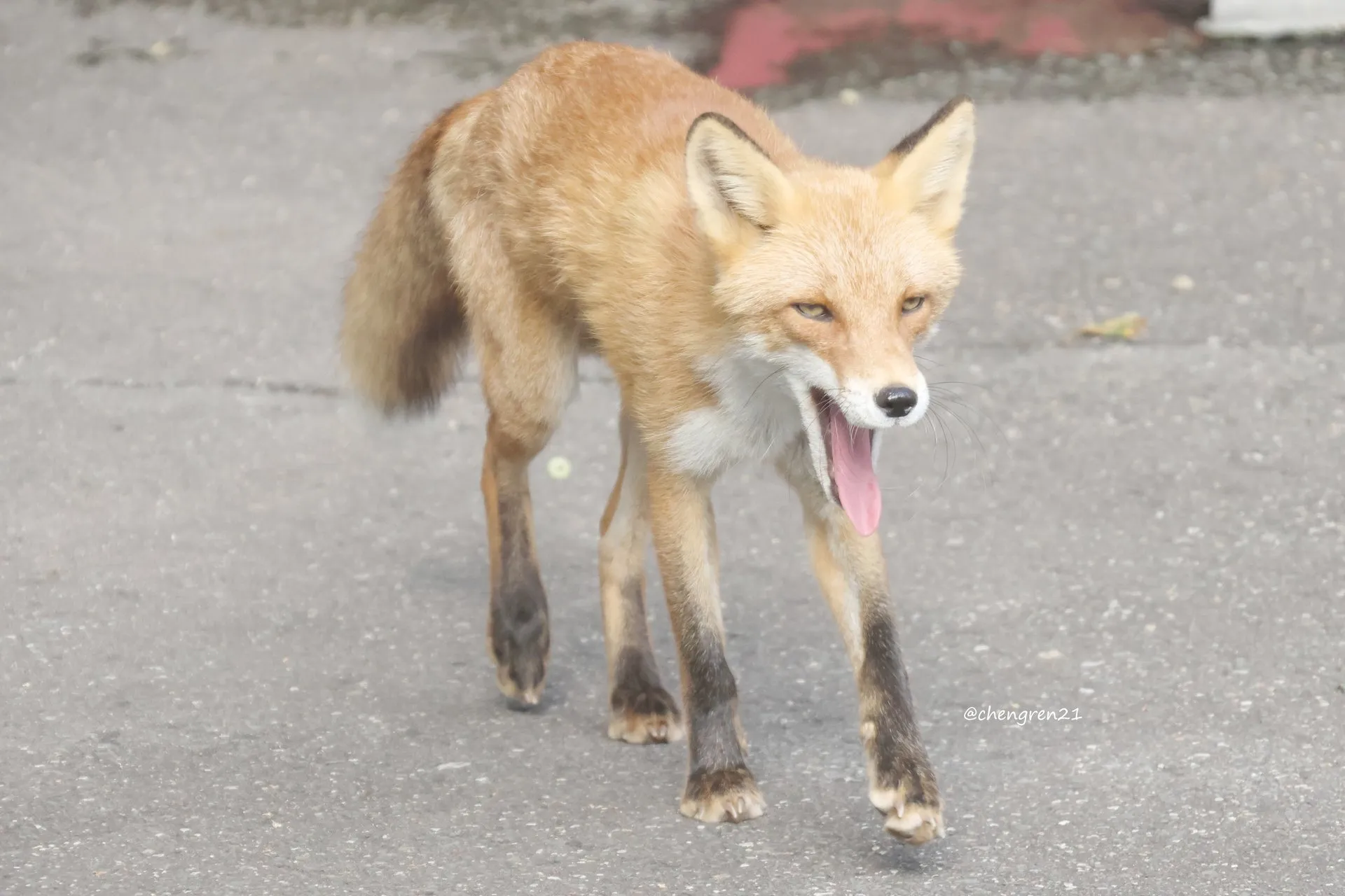 fox 221