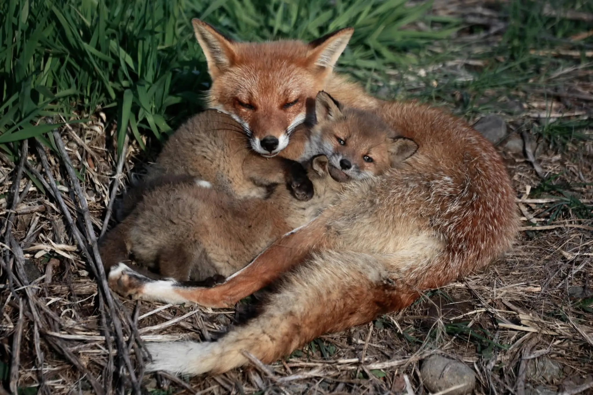 fox 224