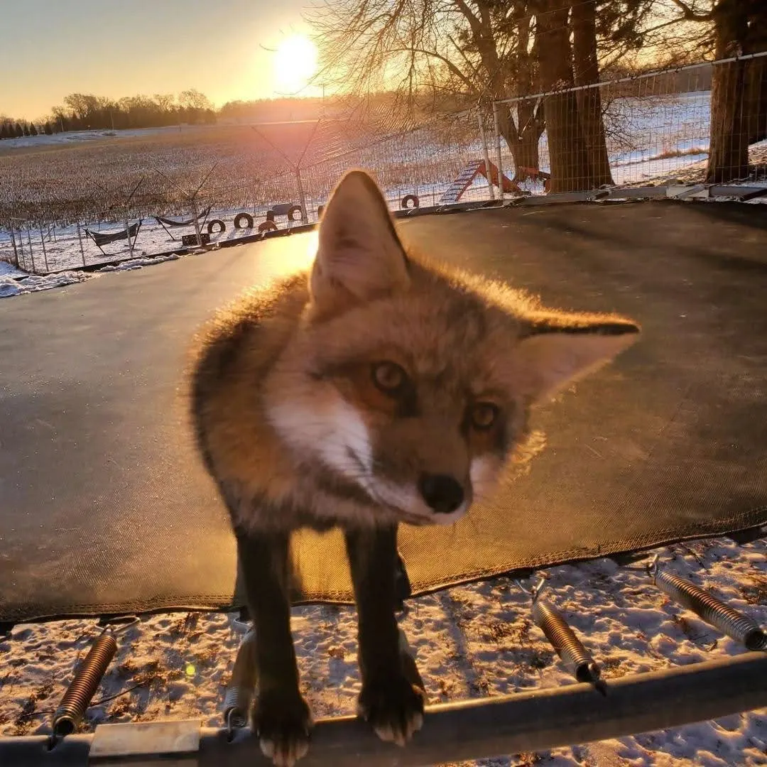 fox 226