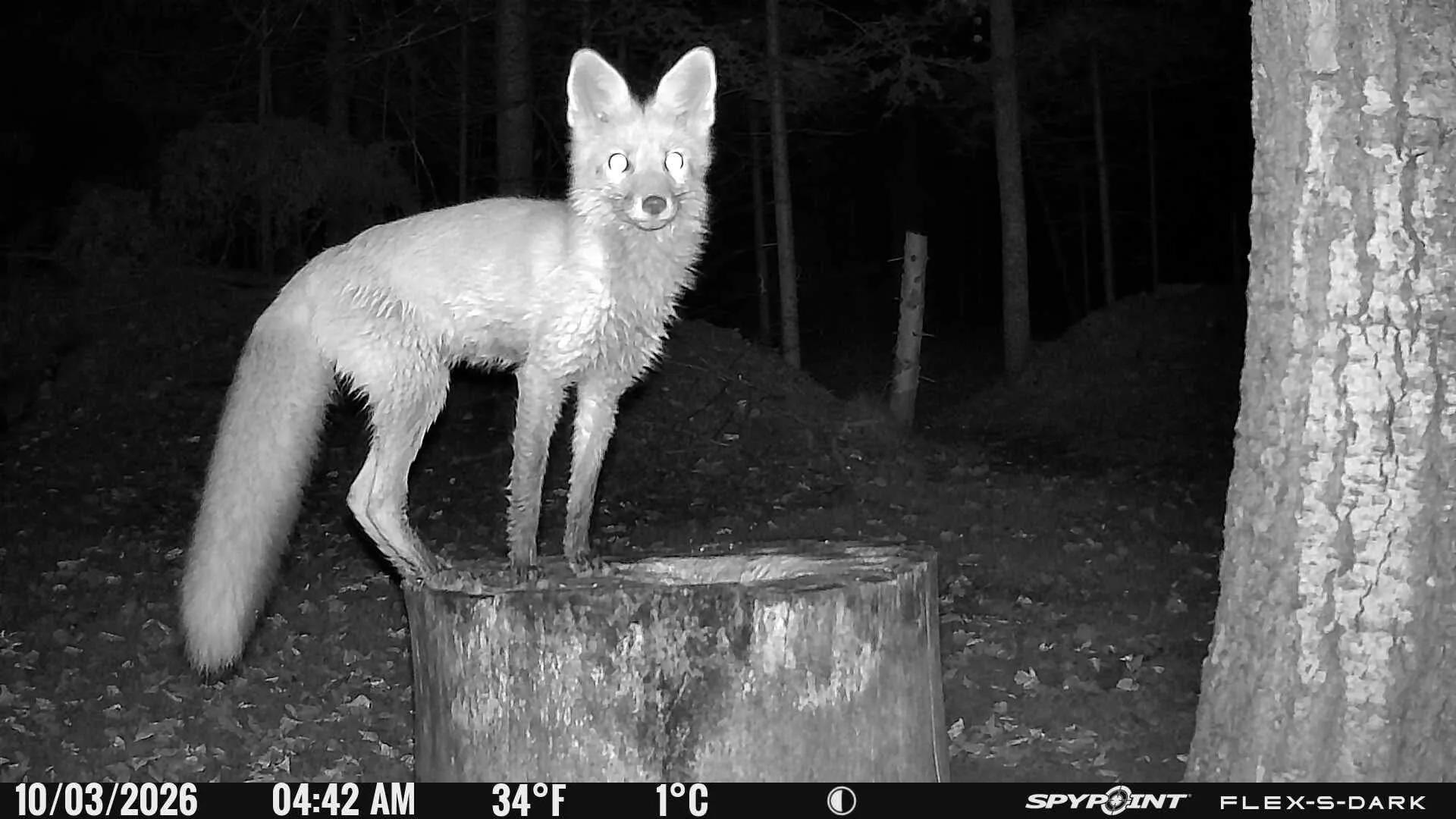 fox 228