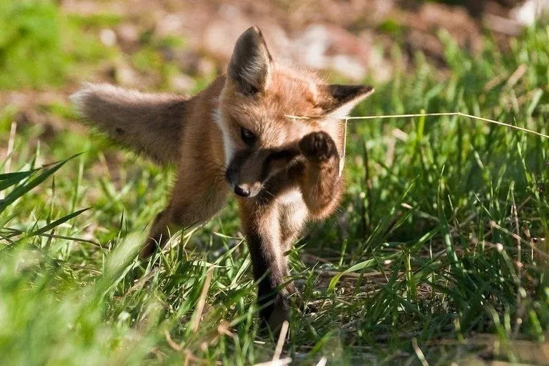 fox 230