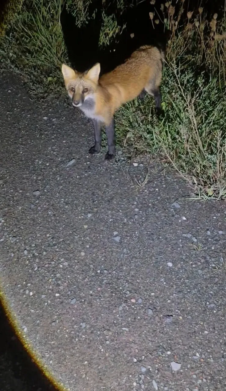 fox 233