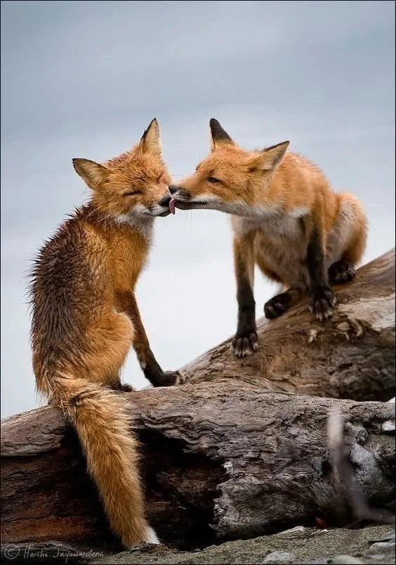 fox 235