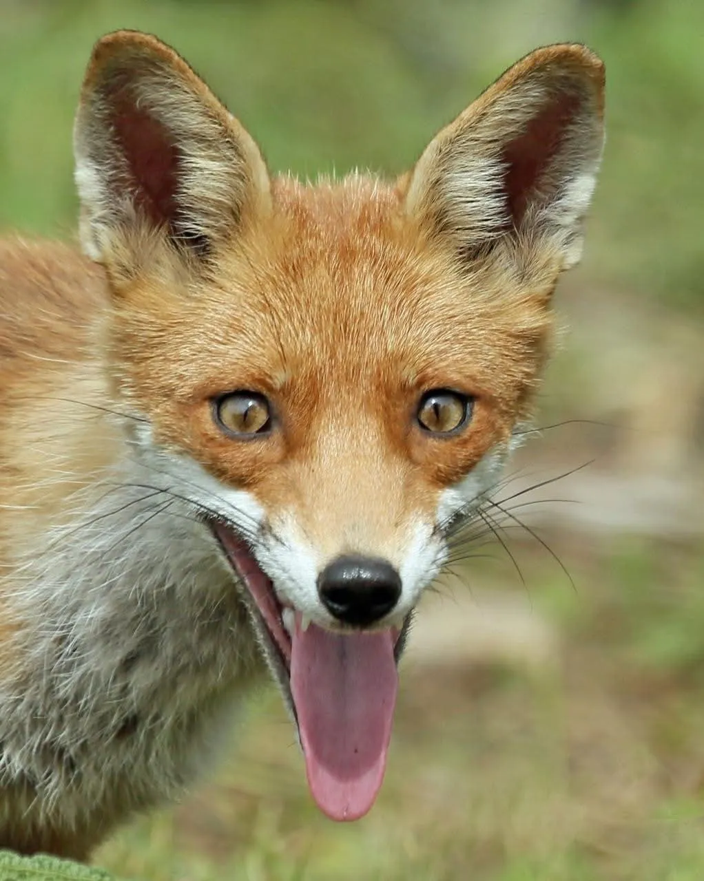 fox 236