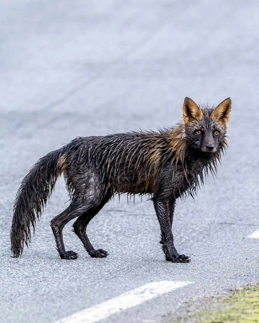 fox 239