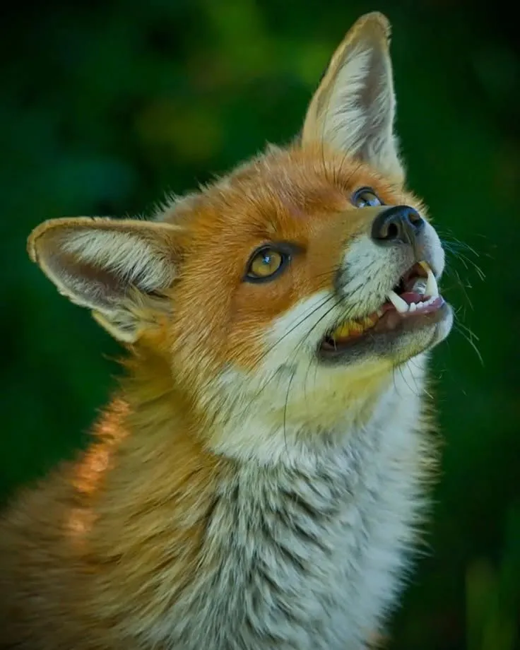 fox 240