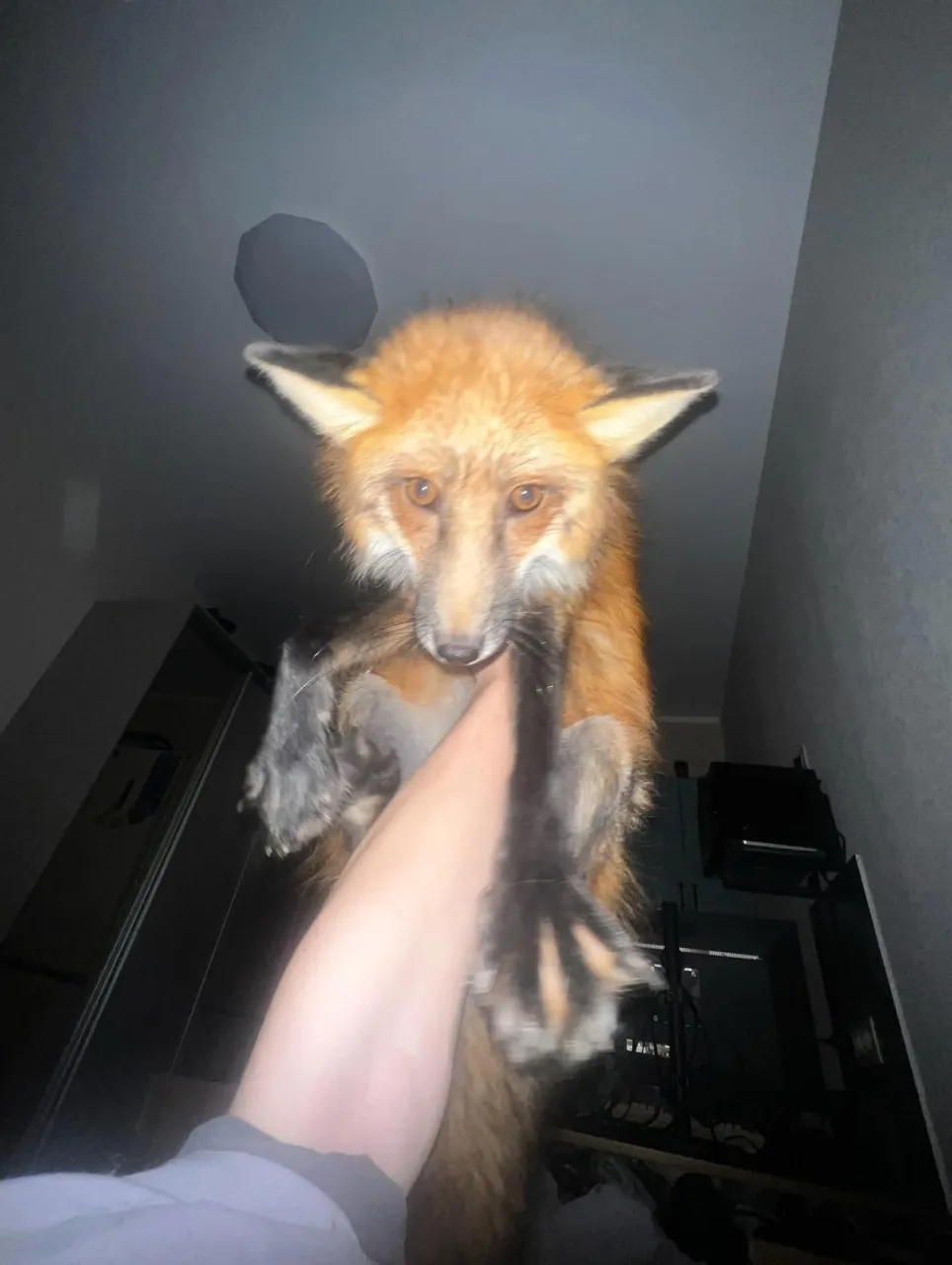 fox 243
