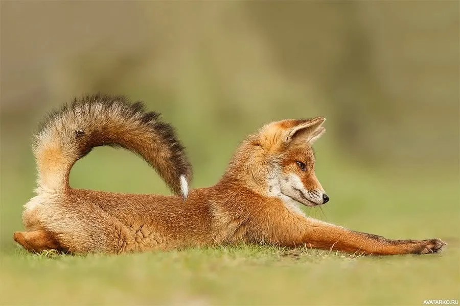 fox 245