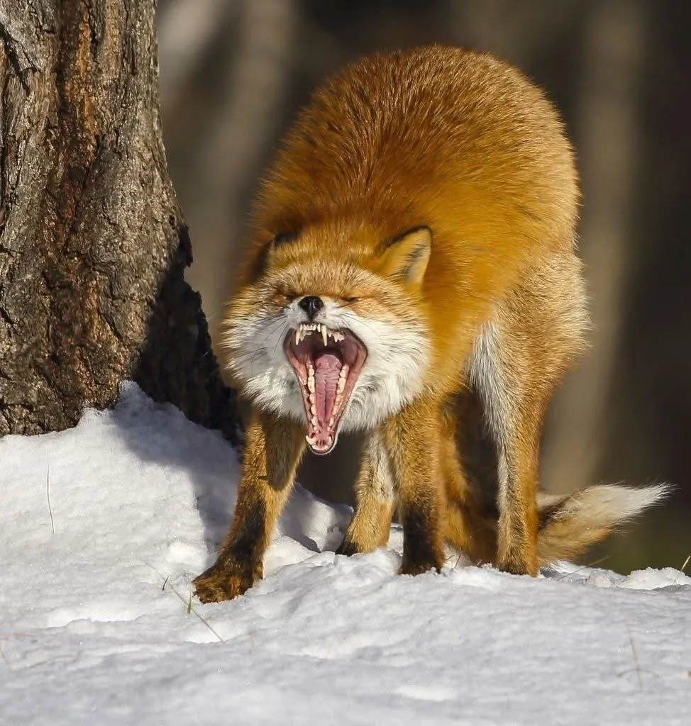 fox 248