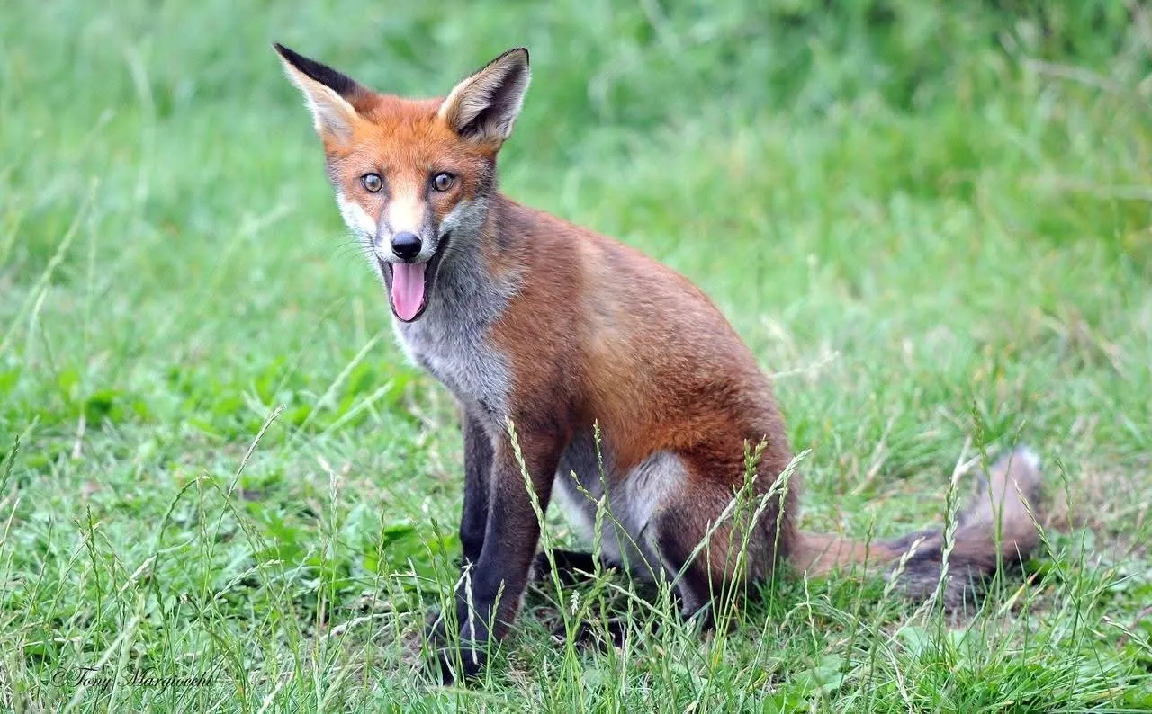 fox 249