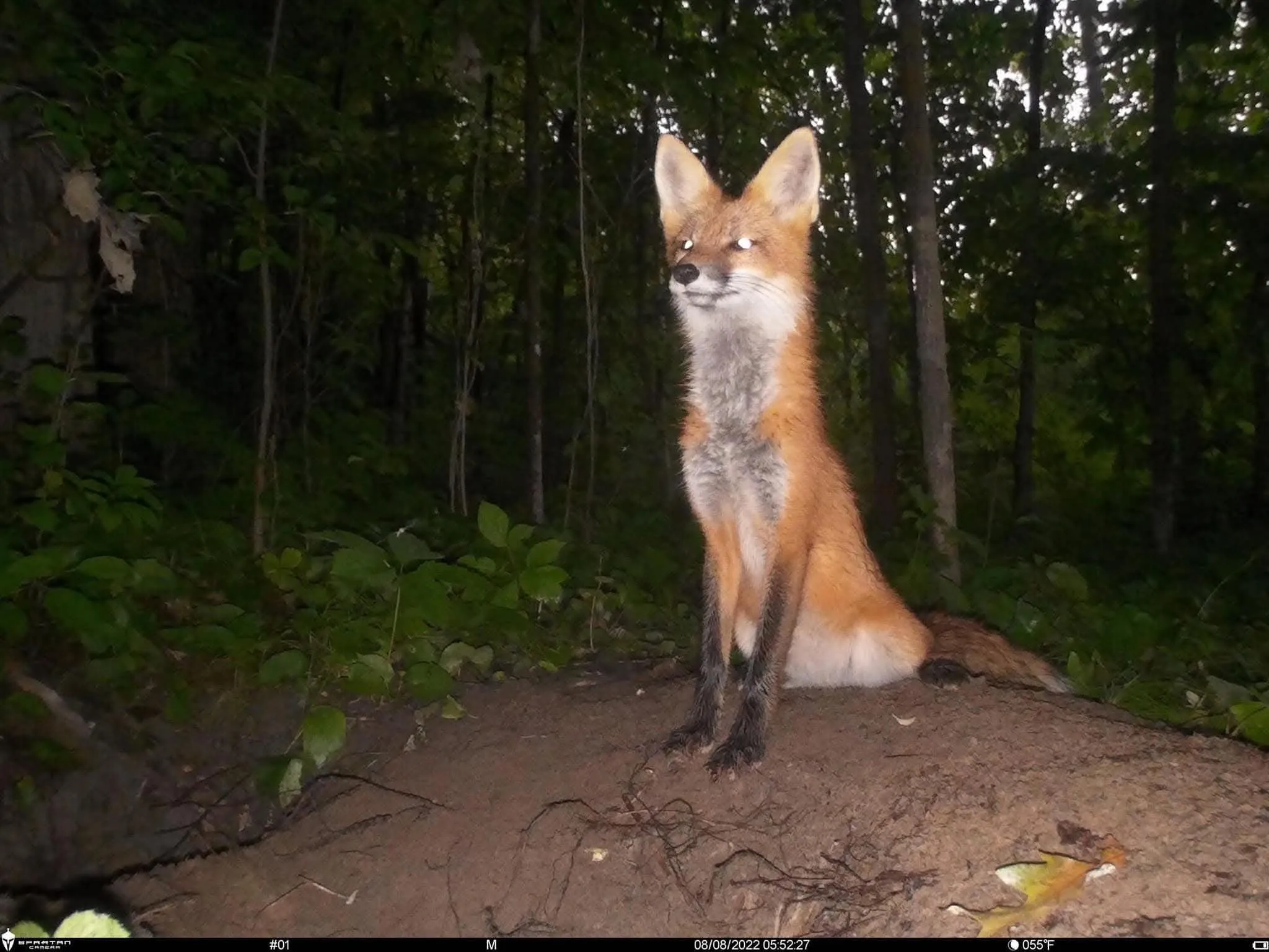 fox 255