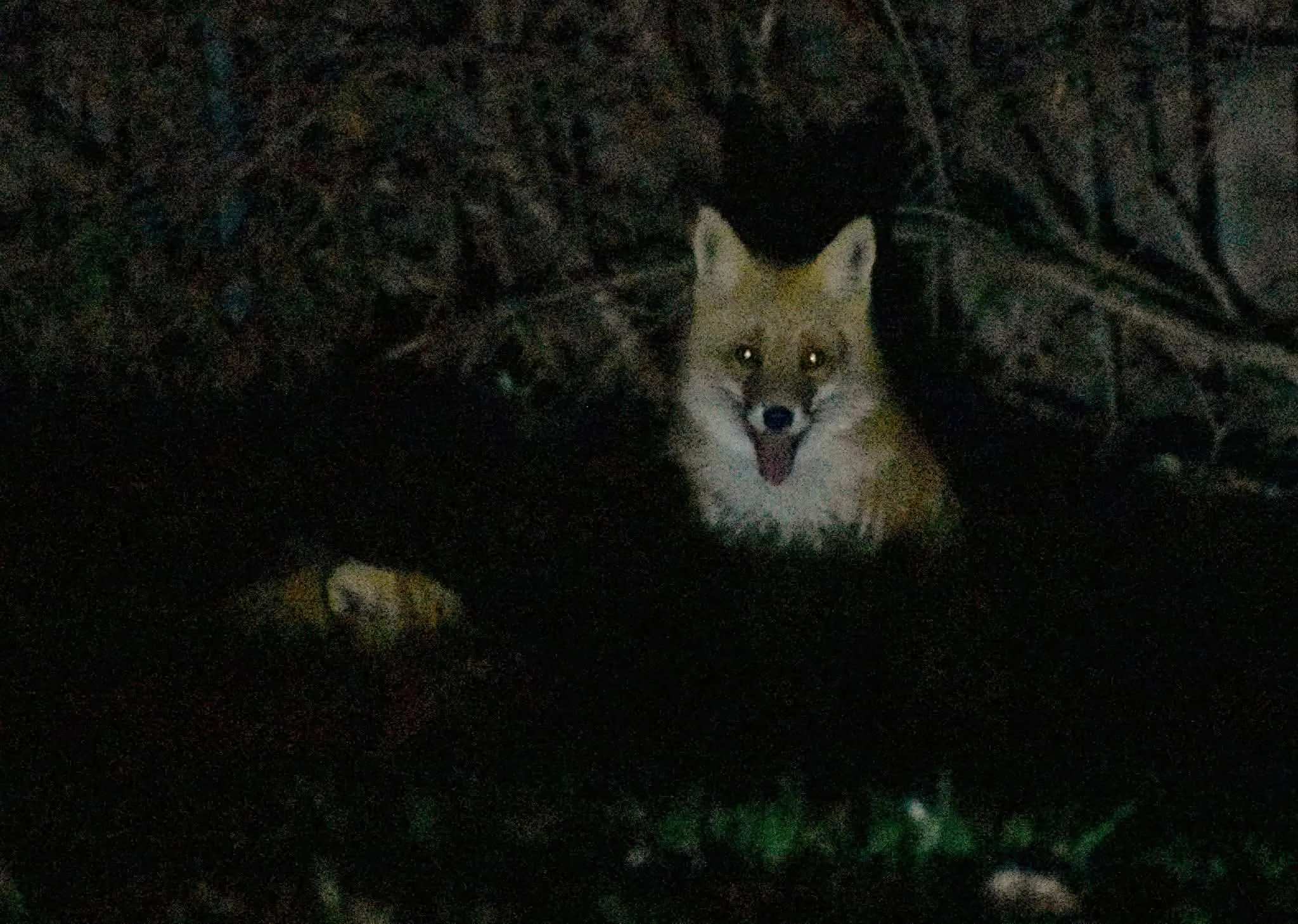fox 261