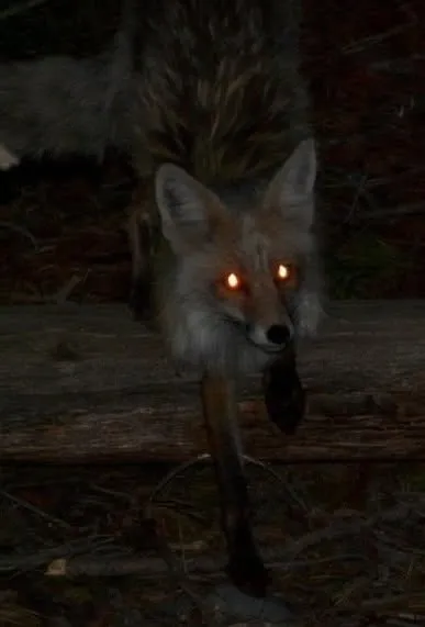 fox 263