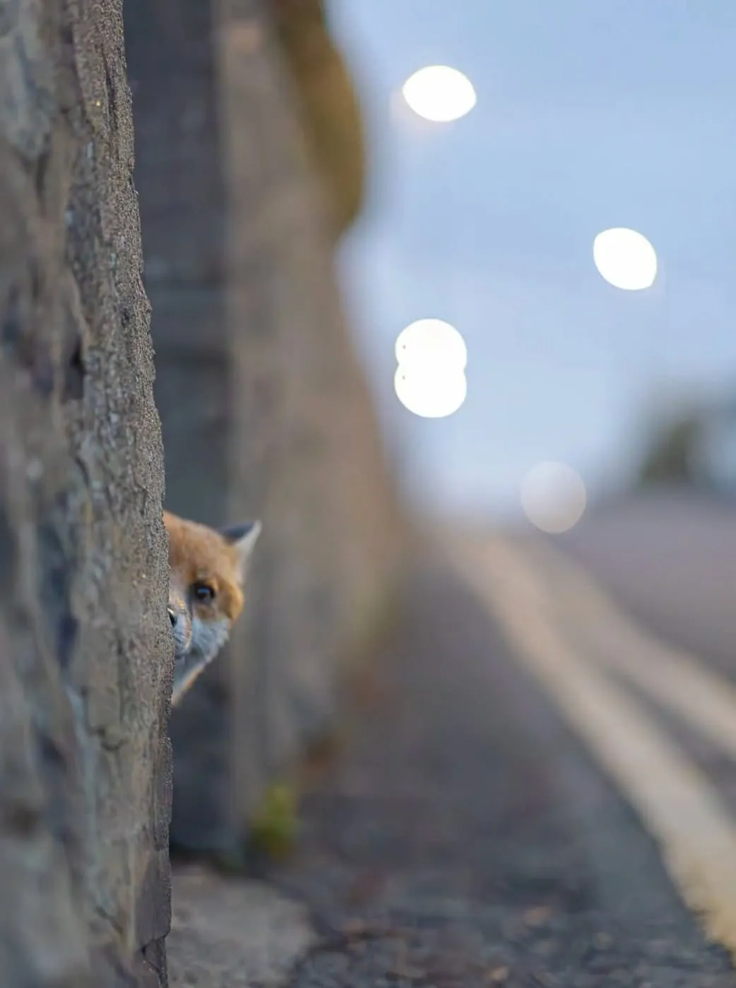 fox 264