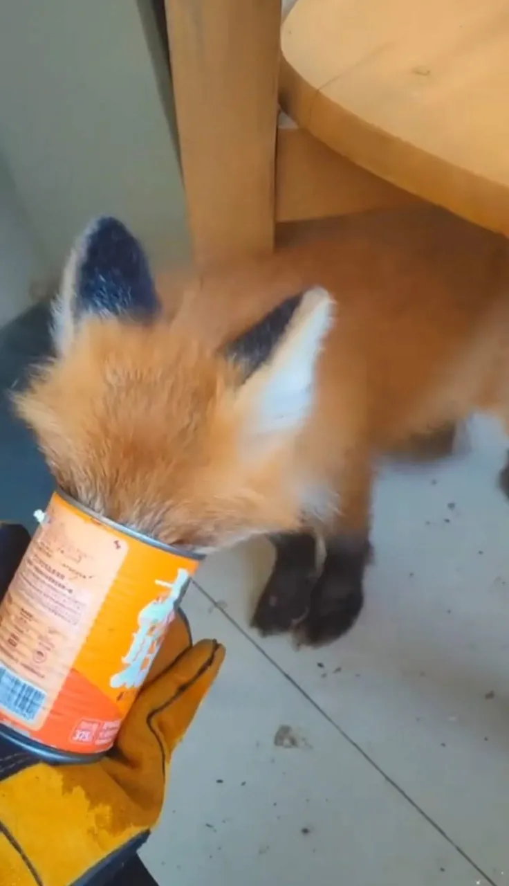 fox 265