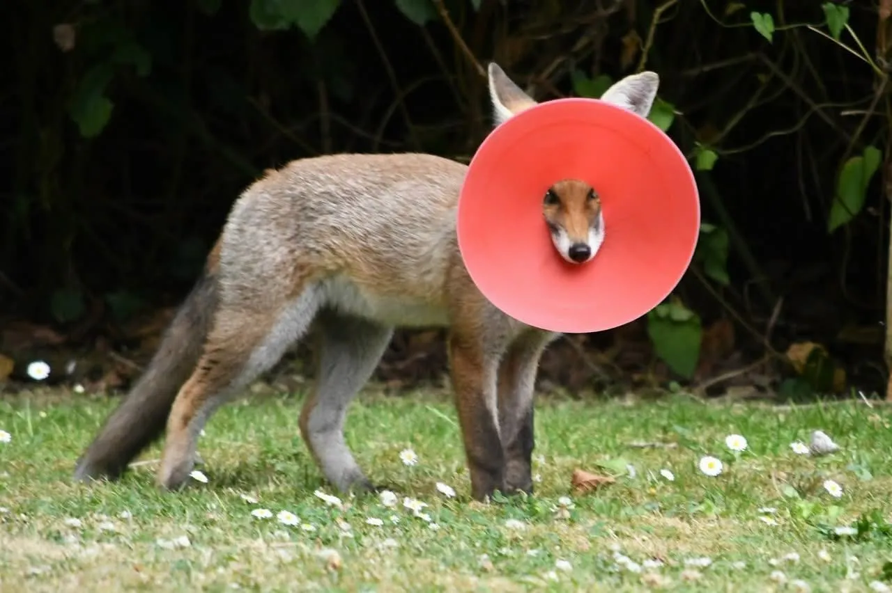 fox 266