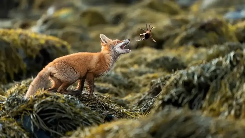 fox 267