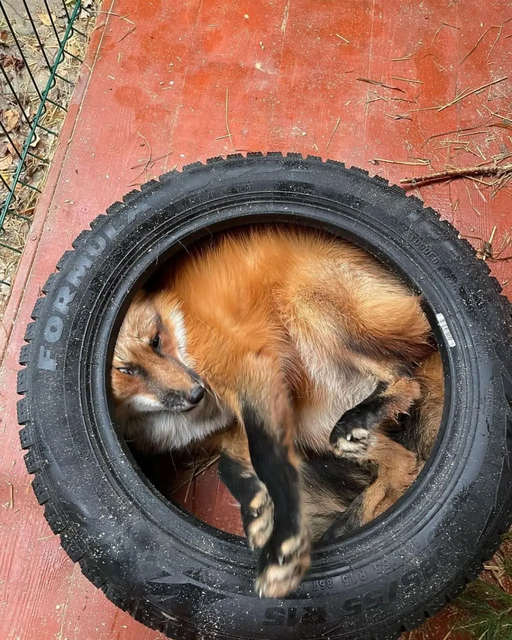 fox 268