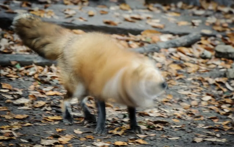fox 269