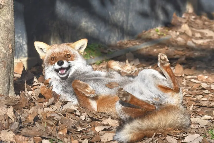 fox 270
