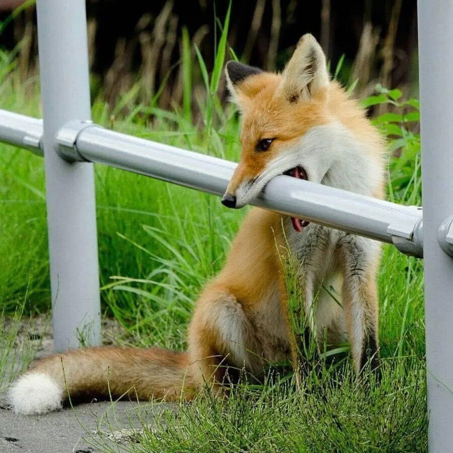 fox 272