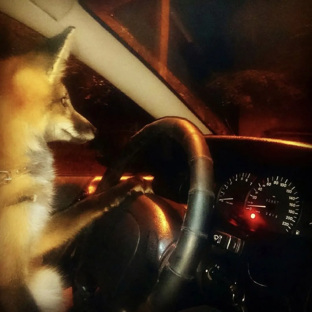 fox 273