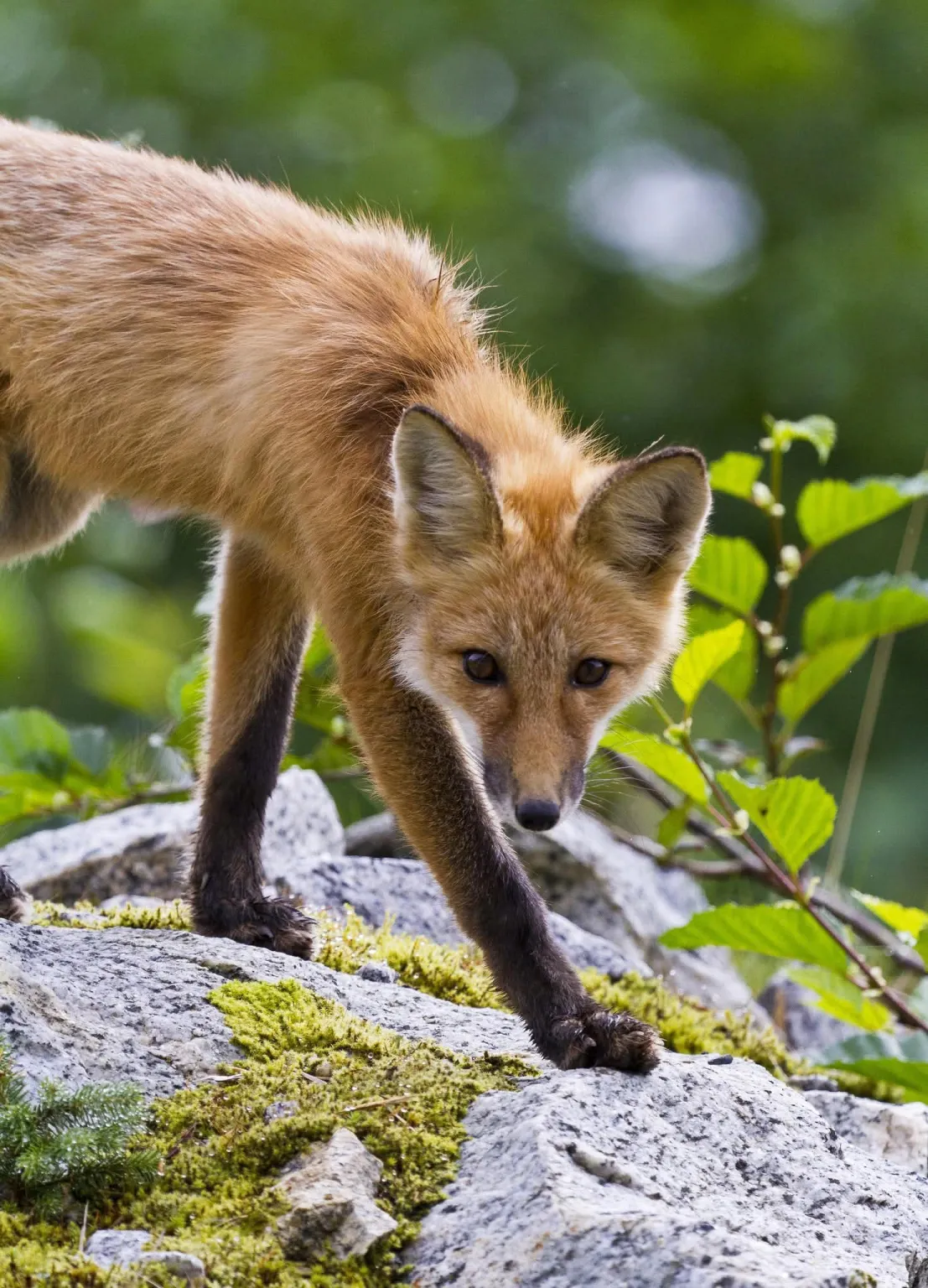 fox 277
