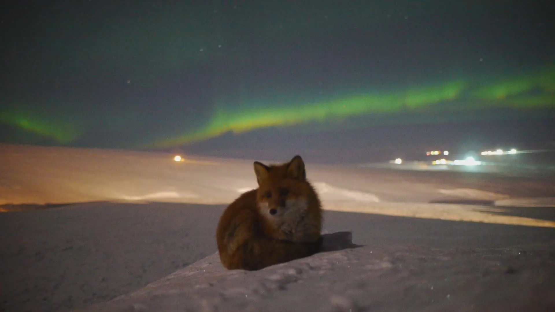fox 278
