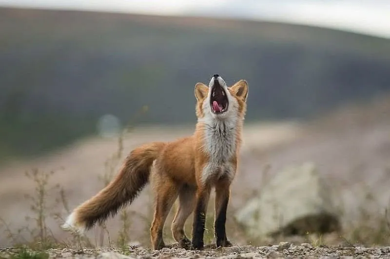 fox 279