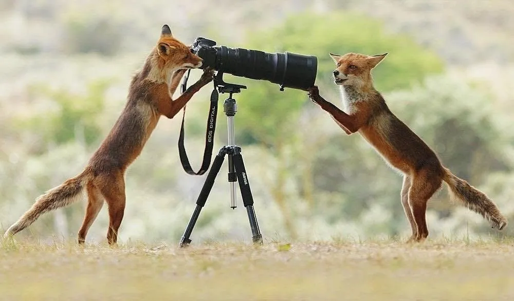fox 281