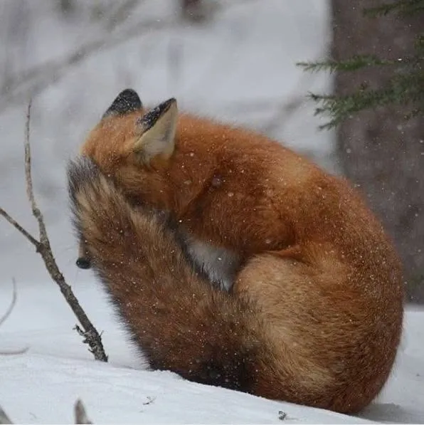 fox 283