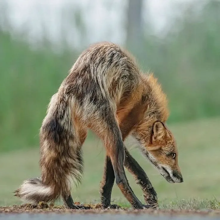 fox 284