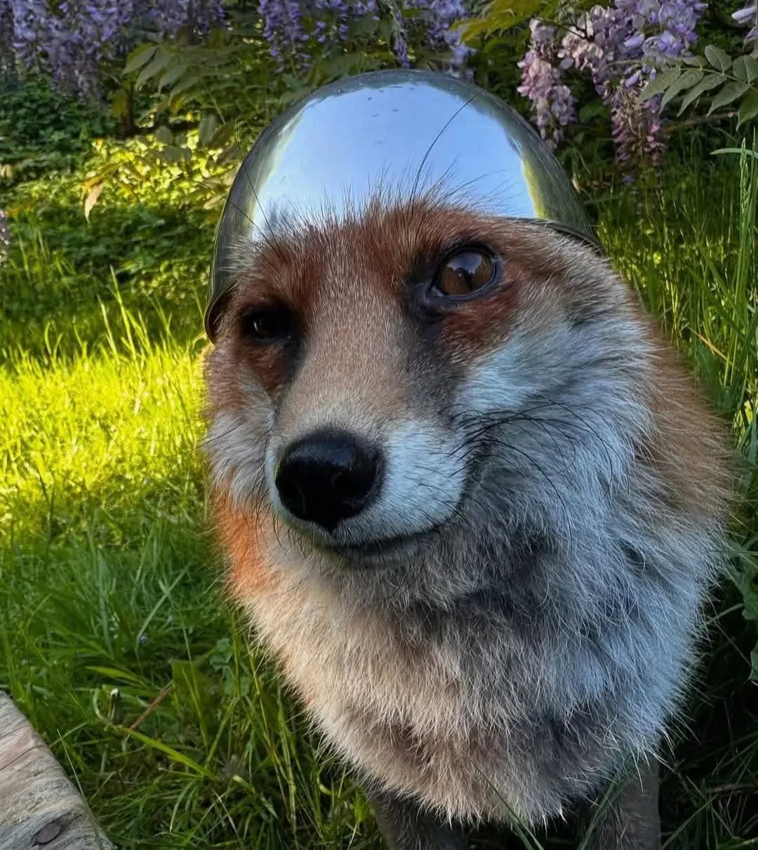 fox 285