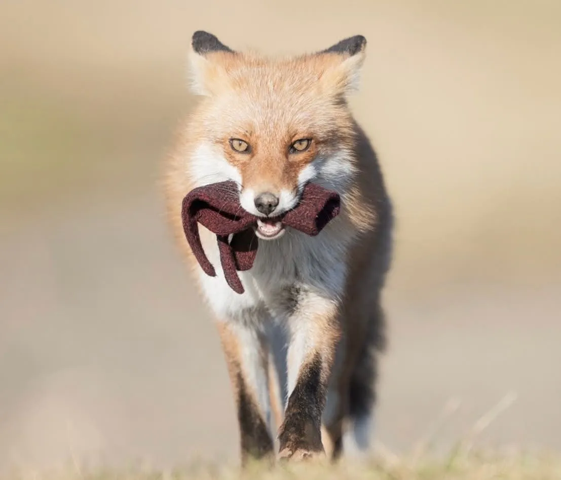 fox 286