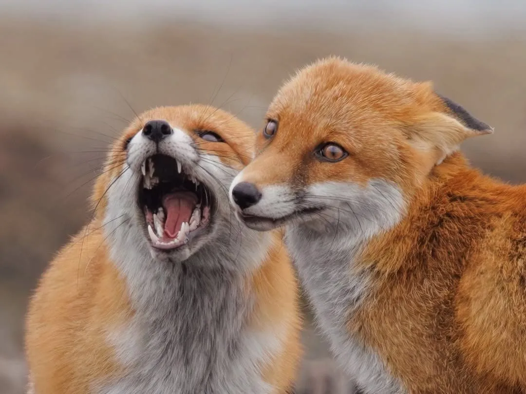 fox 288