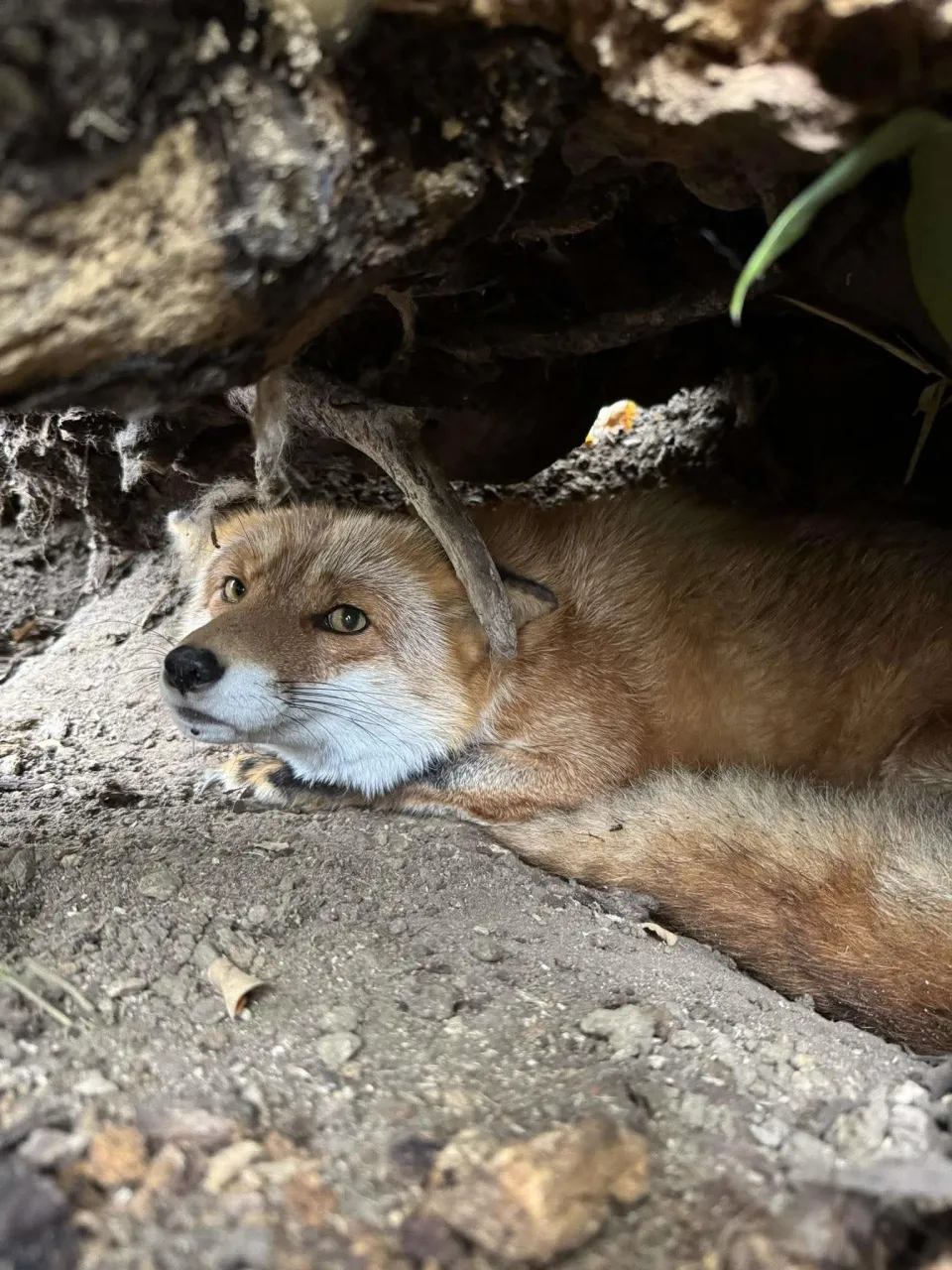 fox 289