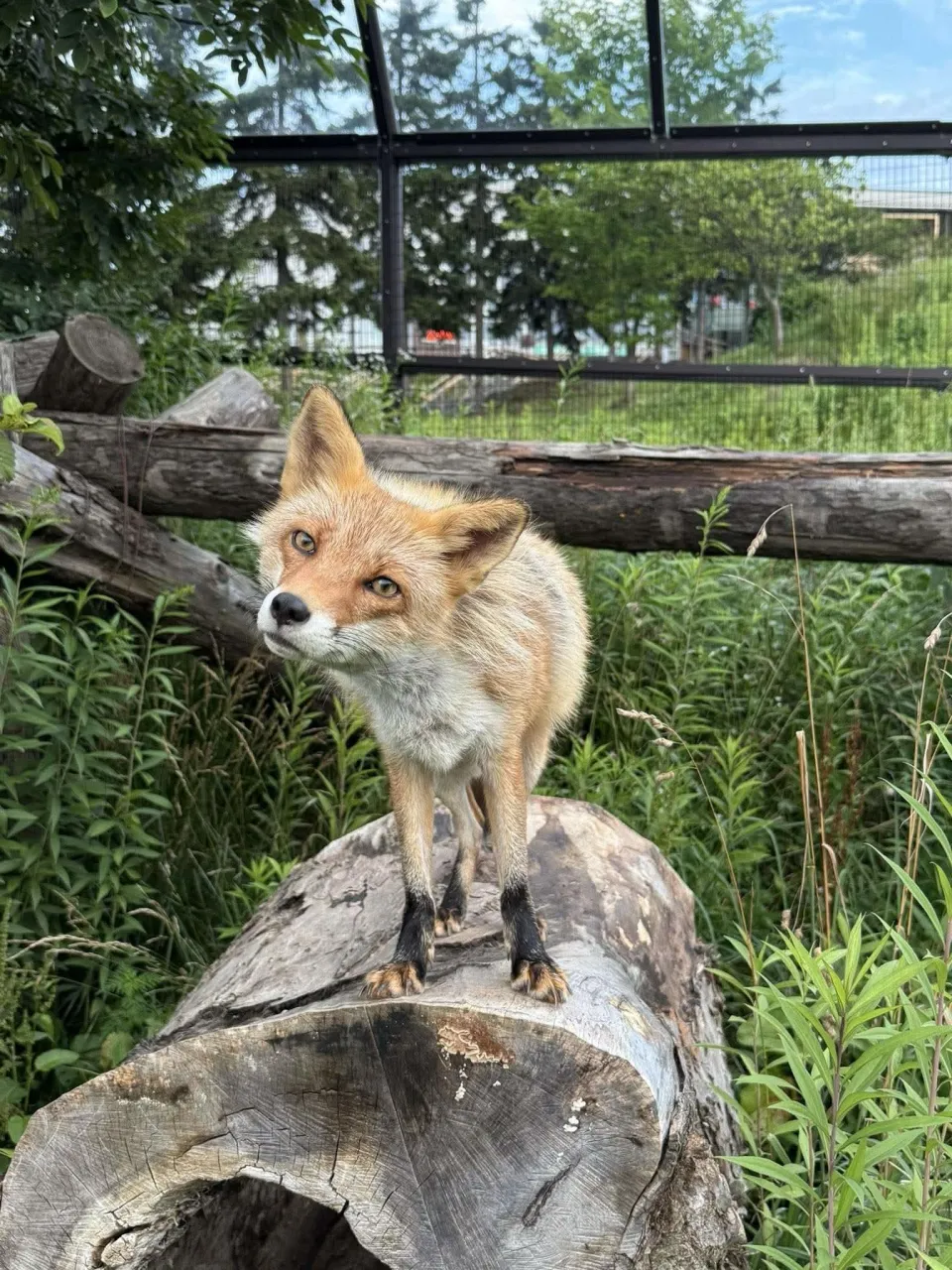 fox 290